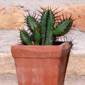 Cactus 2009 09 20 01