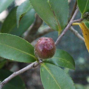 IMG 5852 camellia