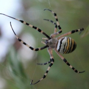 IMG 5811 ragno vespa Argiope bruennichi