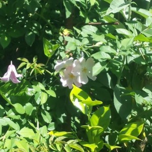 Clematis integrifolia rosea e Rosa canina