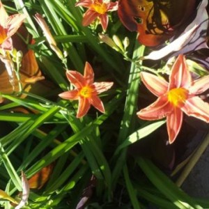 Hemerocallis fulva