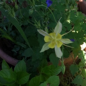 Aquilegia caerulea