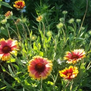 Gaillardia