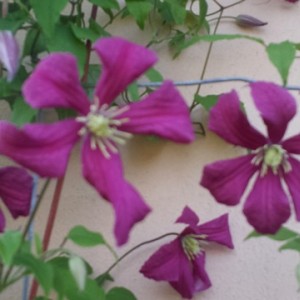 Clematis