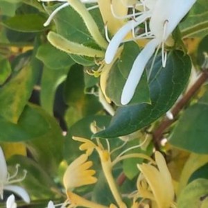 Lonicera