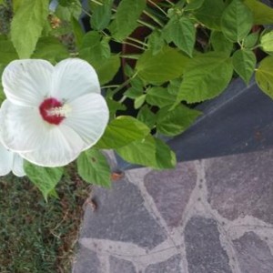 Hibiscus moscheutos 'Luna Pink Swirl