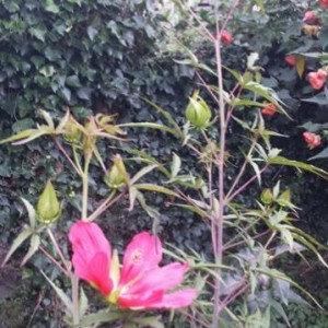 Hibiscus coccineus