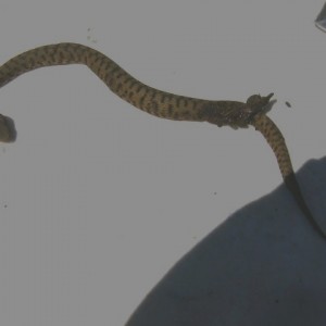 Forse Vipera aspis (Comunque vipera!!!)