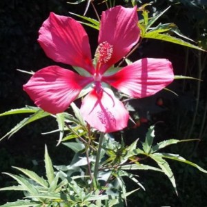 Hibiscus coccineus