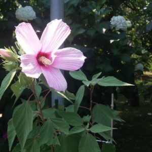 hibiscus moscheutos rosa