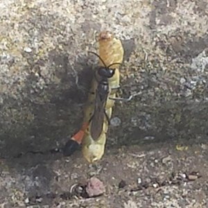 Ammophila sabulosa (Famiglia Sphecidae, “vespe scavatrici” – sottofamiglia Ammophila), chiamata anche "Vespa della sabbia" con bruco-preda