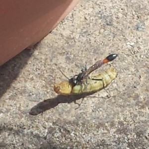 Ammophila sabulosa (Famiglia Sphecidae, “vespe scavatrici” – sottofamiglia Ammophila), chiamata anche "Vespa della sabbia" con bruco-preda