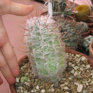 espostoa lanata 003