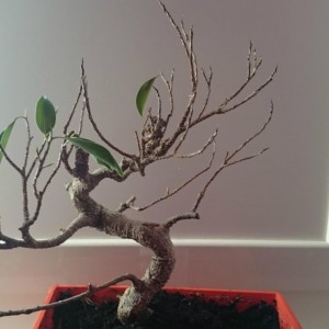 bonsai1