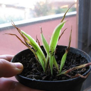 clorophytum 003