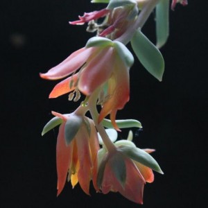 Echeveria Runyonnii IMG 6664