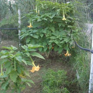 Datura o Trombe degli angeli