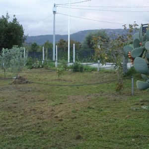 Fichi d'india siciliane ,importate in sardegna