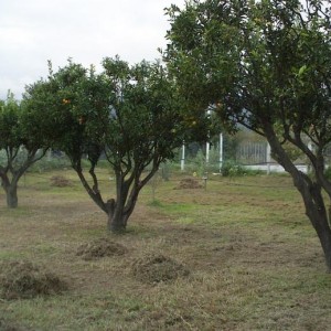 manadrini, mandaranc e ancora mucchi di gramignai