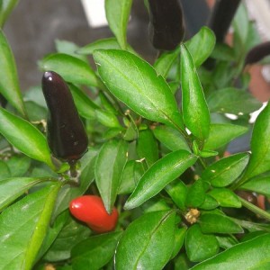 Peperoncino Nero