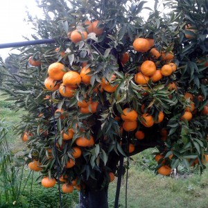 mandarino(uno dei tanti) genn 2016