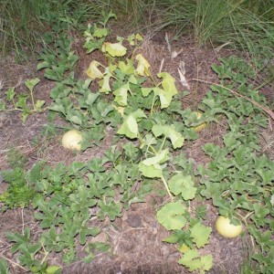 Melone In Misya Garden