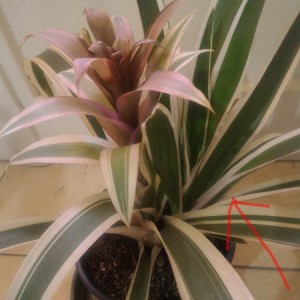 Guzmania1