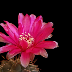 Gymnocalycium Baldanium