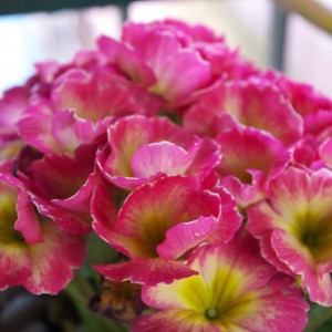 Primula rosa