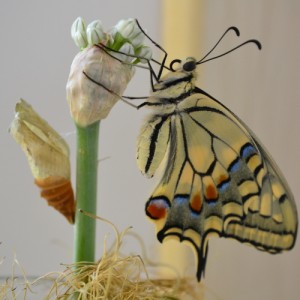 Fortunata, che bella farfalla!