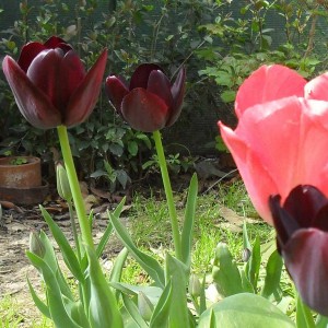 Tulipani Neri