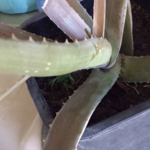 aloe vera che fare?