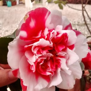 Camelia