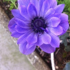 Anemone 2016