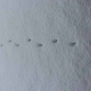 Orme di gatto nella neve (2012)