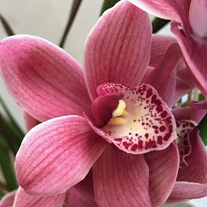 Cymbidium