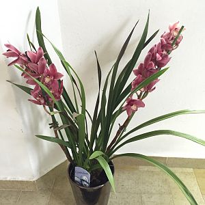 Cymbidium