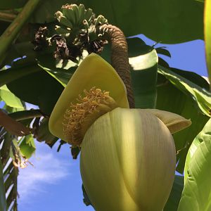 Casco del mio Banano