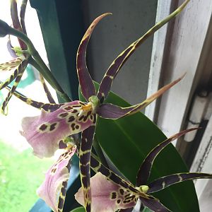 Spider Orchid