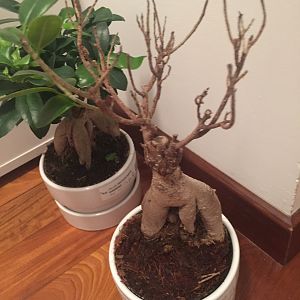 Bonsai ficus ginseng microcarpa