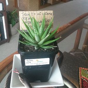 Haworthia Attenuata - Febbraio 2017