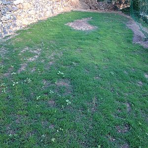 Bermudagrass