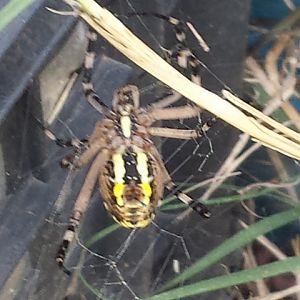 Argiope bruennichi femmina (parte inferiore) 8.9.2015