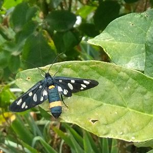 Amata (Syntomis) phegea su Calycanthus floridus 30 giugno 2017