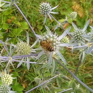 Syrphidae ? da identificare 30 giugno 2017