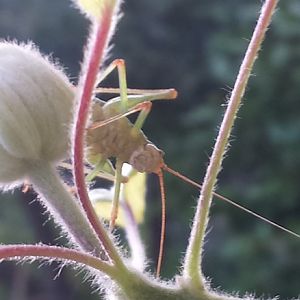 Metaplastes pulchripennis