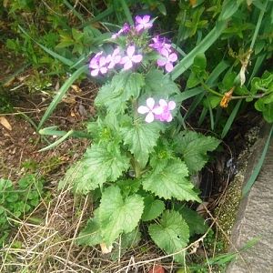 Lunaria annua