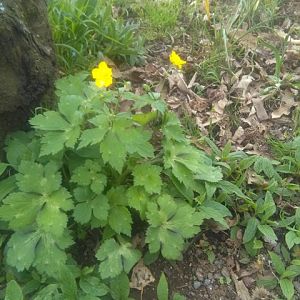 Ranunculus bulbosus