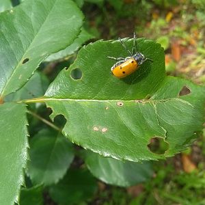 Lachnaia italica italica su Rosa 21/5/2018