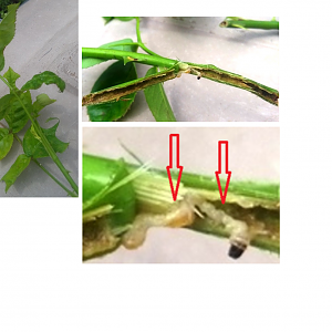 Larva da identificare all'interno di ramo di Rosa M.me Meilland 21/5/2018